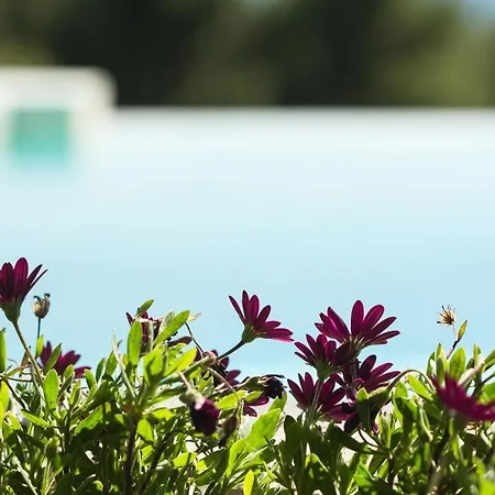 Willa Olivia Estate With Private Swimming Pool