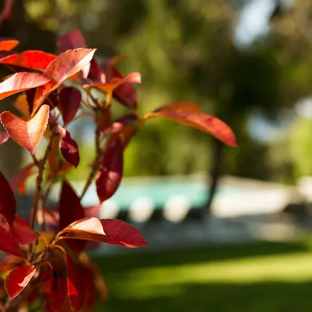 Olivia Estate With Private Swimming Pool Willa *