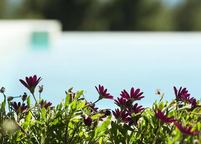 Villa Olivia Estate With Private Swimming Pool