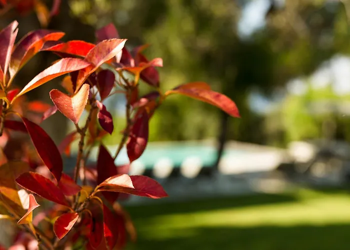 Olivia Estate With Private Swimming Pool Villa *
